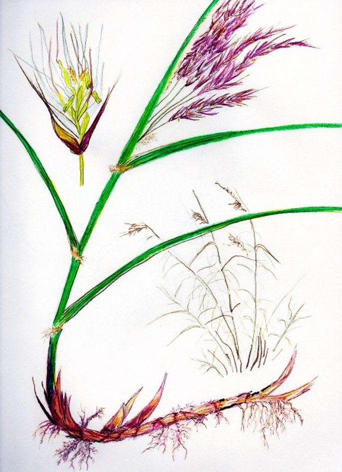 Soutěž O nejlepší botanickou ilustraci roku 2015 – Yana Ungermann-Marshall