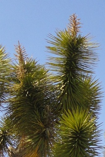 Yucca brevifolia