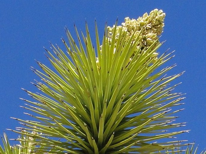 Yucca brevifolia