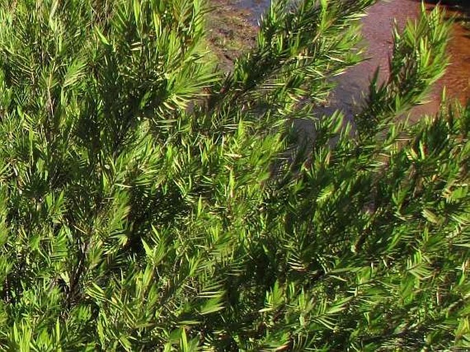 Yushania densifolia