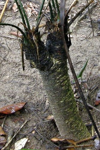 Zamia neurophyllidia