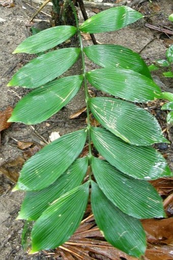 Zamia neurophyllidia