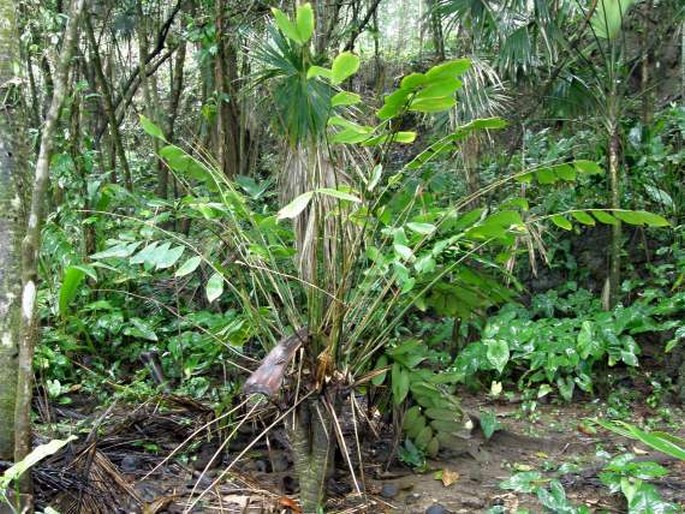 Zamia neurophyllidia