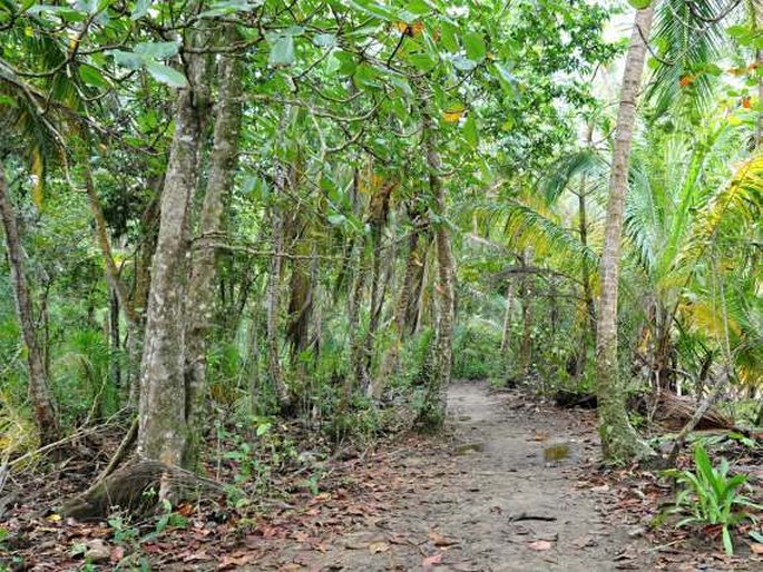 Zamia neurophyllidia