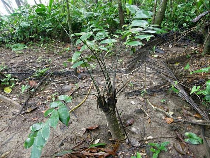 ZAMIA NEUROPHYLLIDIA D. W. Stev. - keják