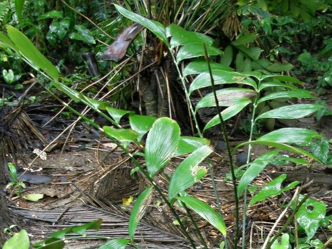 Zamia neurophyllidia