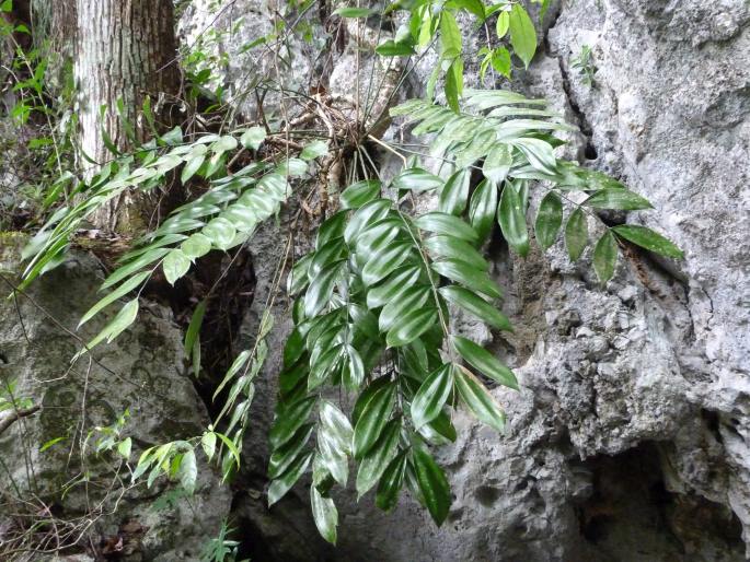 Zamia tuerckheimii