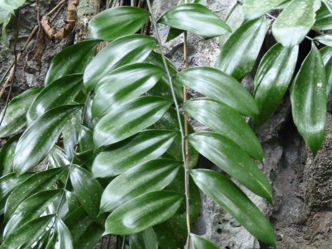 Zamia tuerckheimii