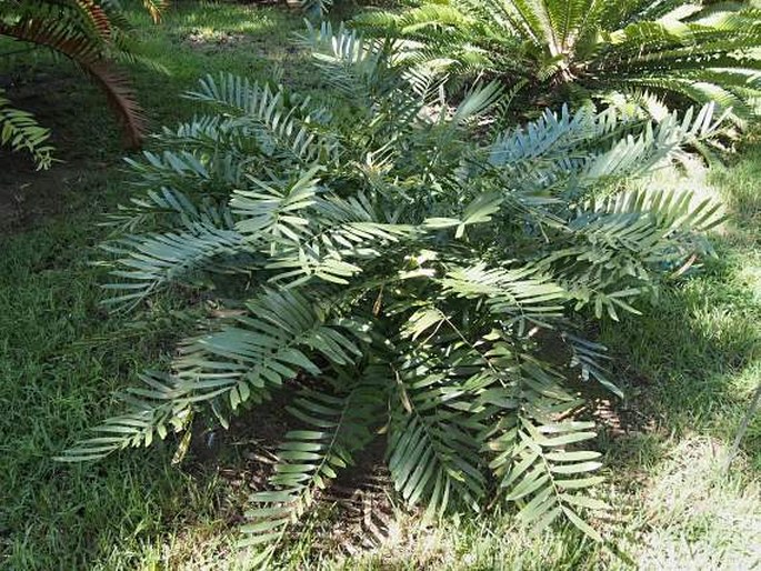 Zamia pumila