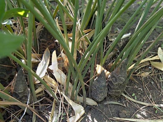 Zamia pumila