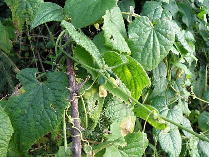 ZEHNERIA SCABRA (L. f.) Sond.