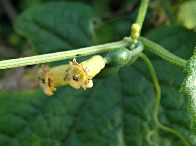 Zehneria scabra