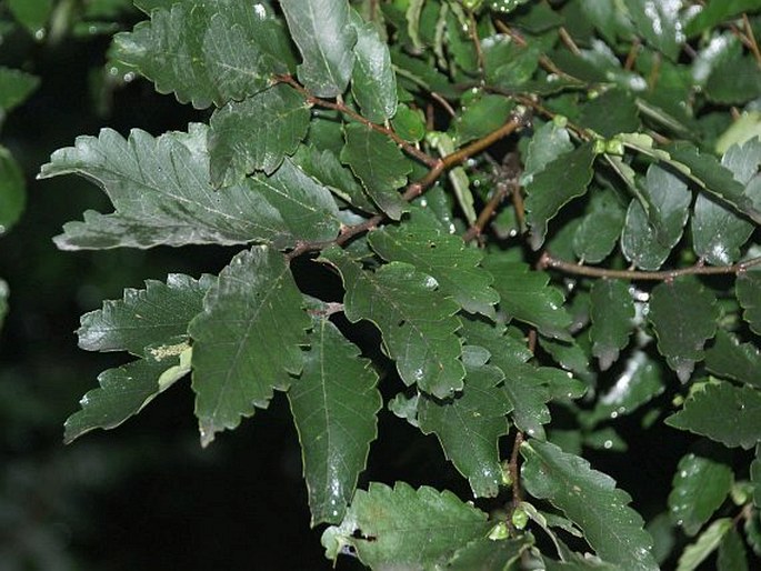 Zelkova carpinifolia