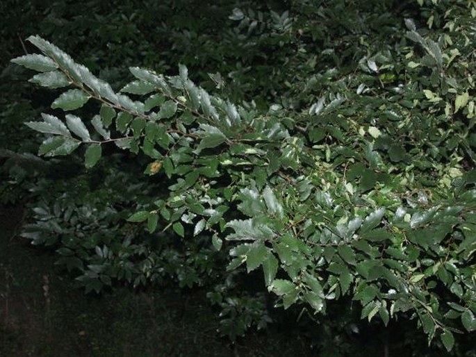 Zelkova carpinifolia