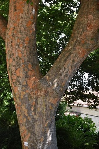 Zelkova sinica