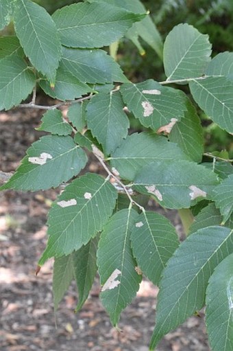 Zelkova sinica