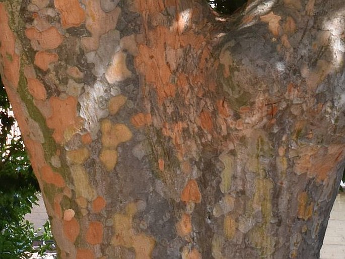 Zelkova sinica