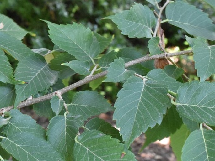 Zelkova sinica