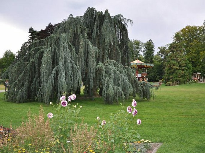 Conservatoire et Jardin botaniques de la Ville de Genève