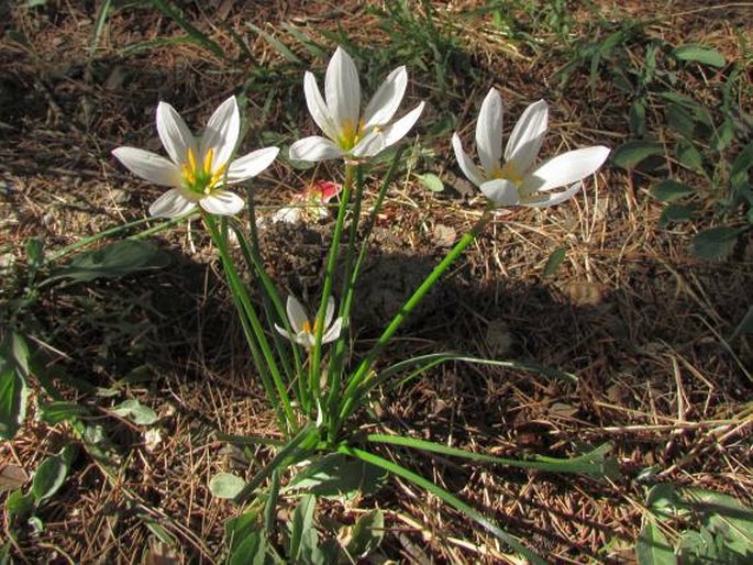 Zephyranthes candida