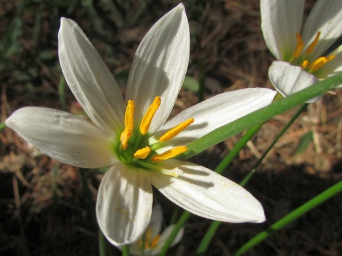 Zephyranthes candida