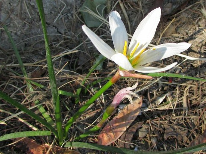 Zephyranthes candida