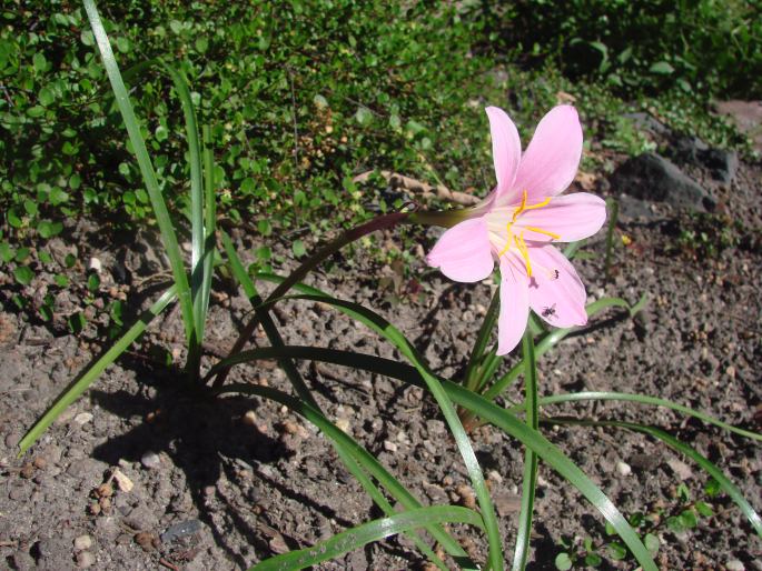 Zephyranthes rosea