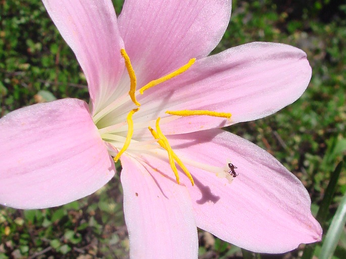 Zephyranthes rosea