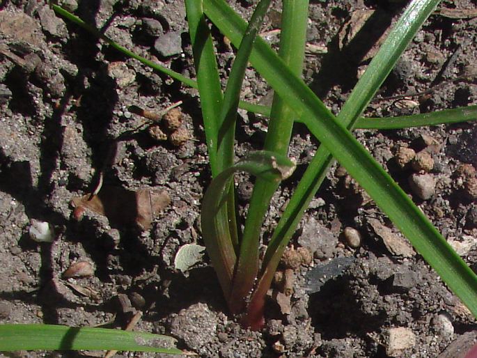 Zephyranthes rosea