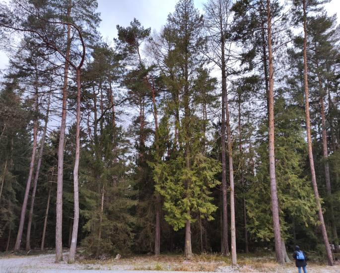 Stromořadí zeravů obrovských, Mukařov