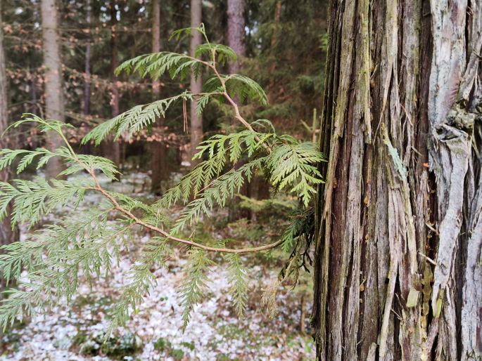 Stromořadí zeravů obrovských, Mukařov