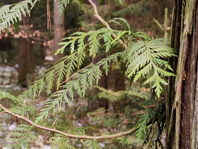 Stromořadí zeravů obrovských, Mukařov