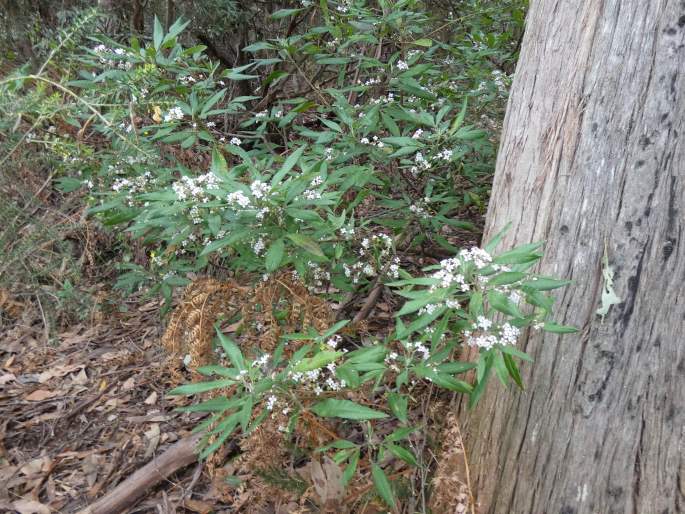 Zieria arborescens