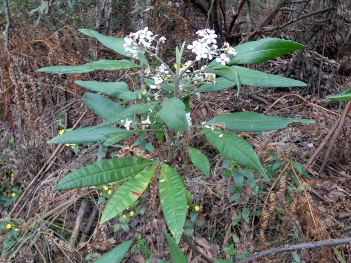 Zieria arborescens