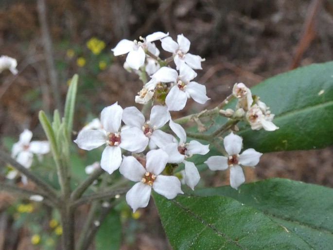 Zieria arborescens