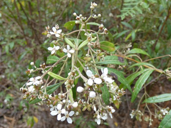 Zieria arborescens