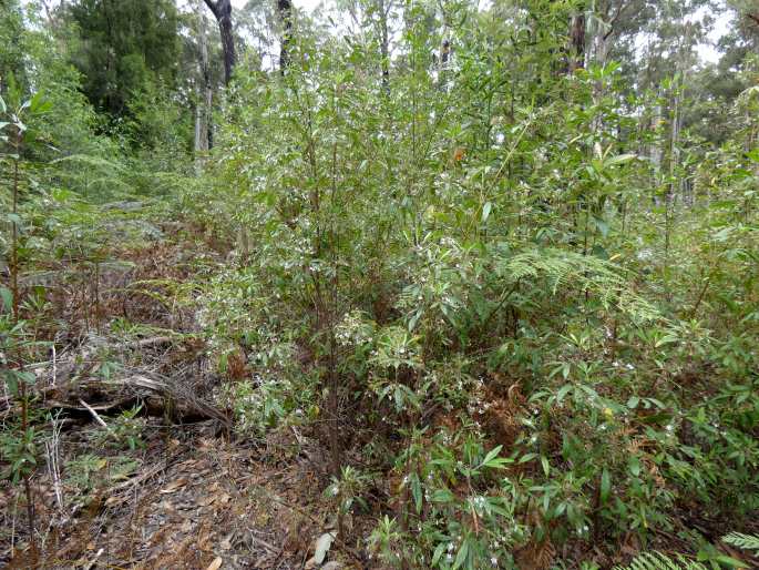 Zieria arborescens