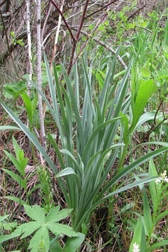 Zigadenus elegans