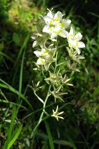 Zigadenus elegans