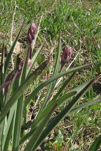 Zigadenus elegans