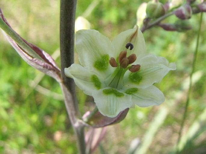 Zigadenus elegans