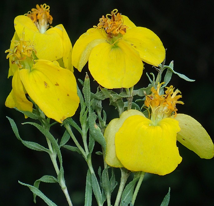 Zinnia grandiflora