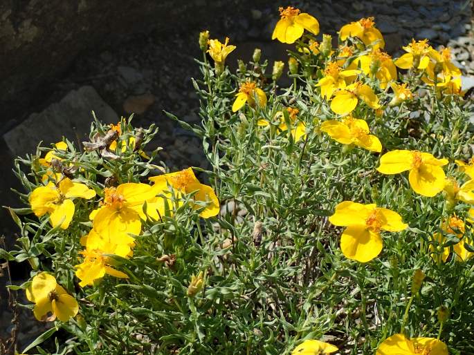 Zinnia grandiflora