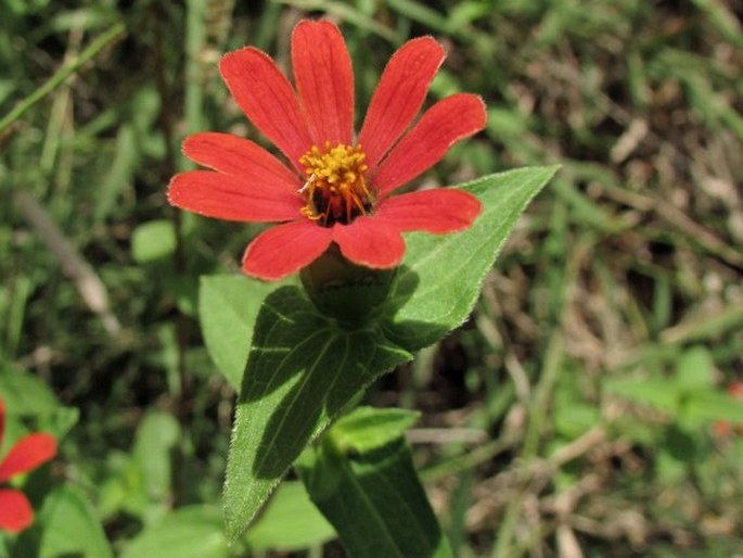 Zinnia peruviana