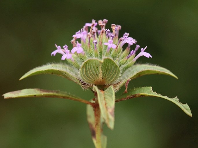 Ziziphora capitata