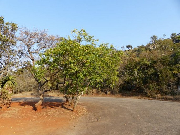 Ziziphus mucronata