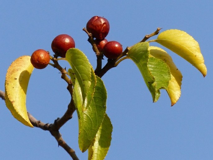 Ziziphus mucronata