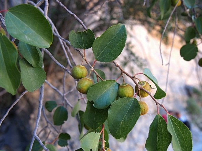 Ziziphus hajarensis