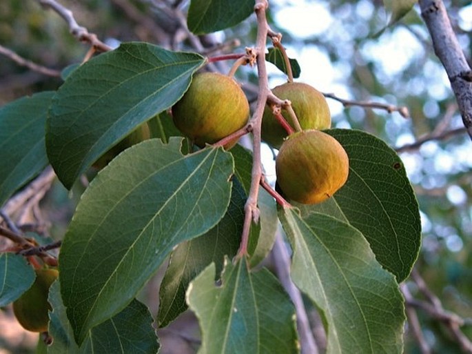 Ziziphus hajarensis