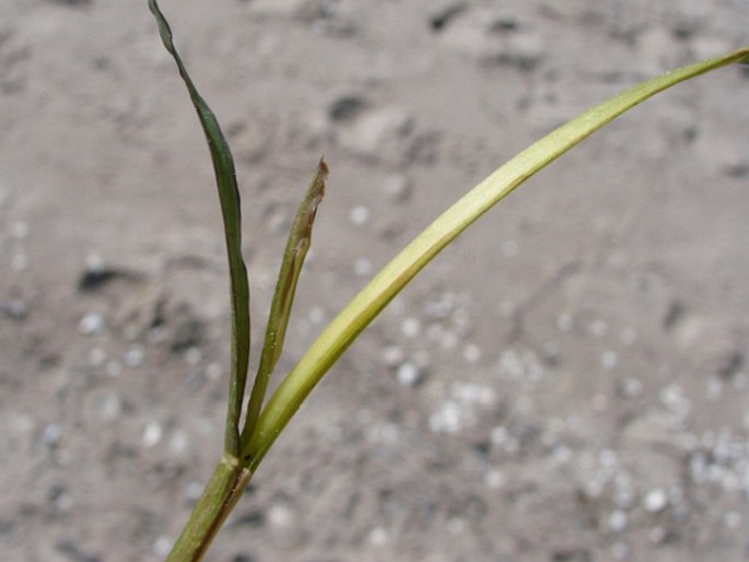 Zostera marina